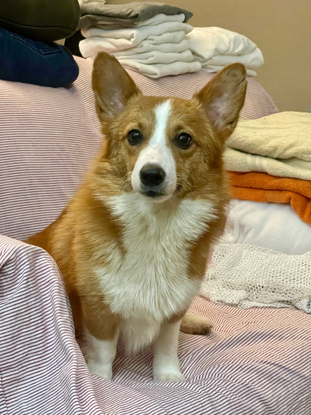 Pembroke Welsh Corgi in Dogs & Puppies for Rehoming in City of Toronto