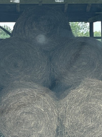 Round bales of hay 