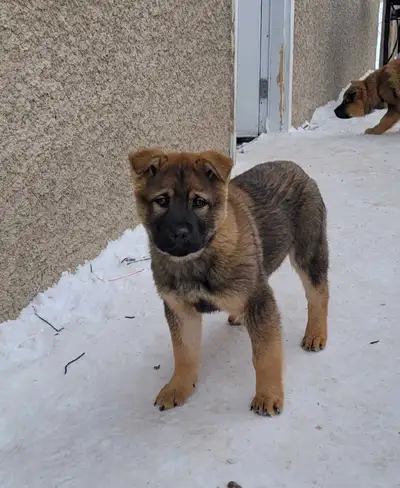 Chow Chow-Shepard puppies, View more