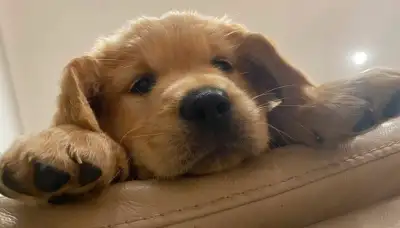 If ad is up, pups are available. 1 female looking for her forever home and 1 female looking to find...