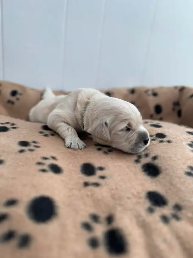 Chiots Golden Retriever in Dogs & Puppies for Rehoming in Saguenay - Image 4