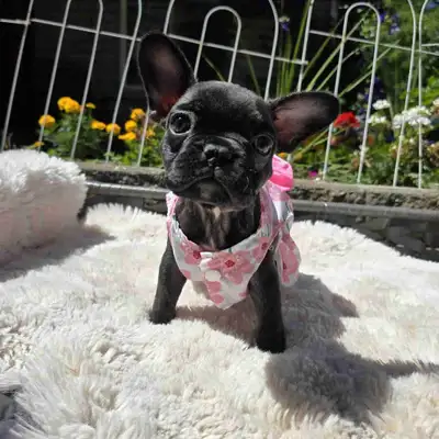 French Bulldog Puppies, View more