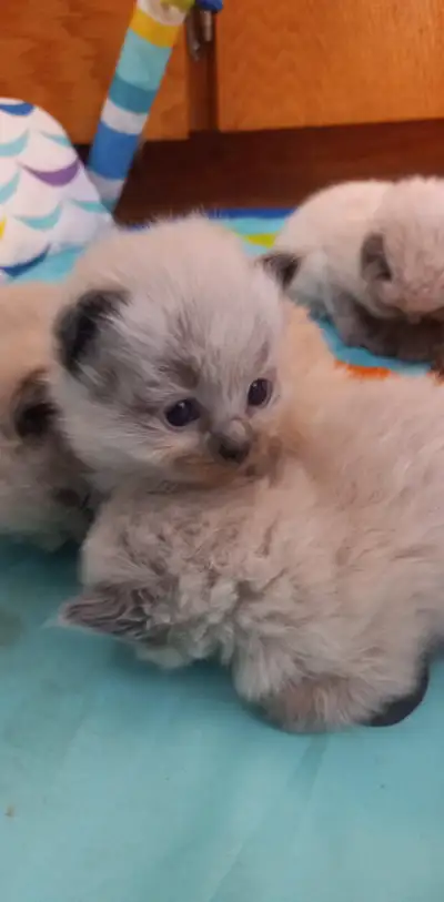 Ragamese kittens (ragdoll x siamese), View more