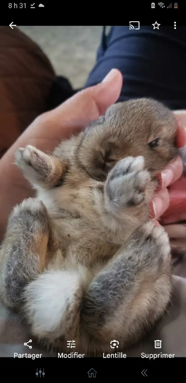 lapin adulte nain  in Small Animals for Rehoming in Shawinigan - Image 2