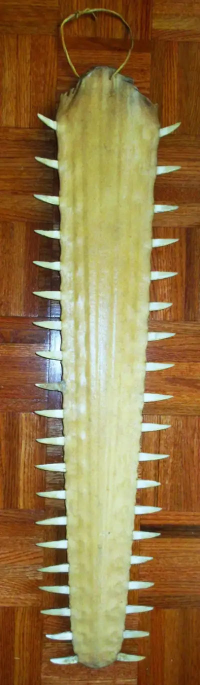Antique Sawfish Rosstrum, View more