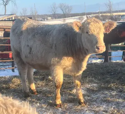 Nice quiet group of 4 western Charolais heifers Bred black angus for calving ease Due April/May Appr...