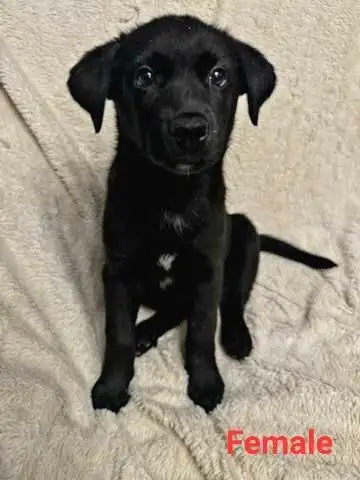 Only 3 puppies left ready to go, View more