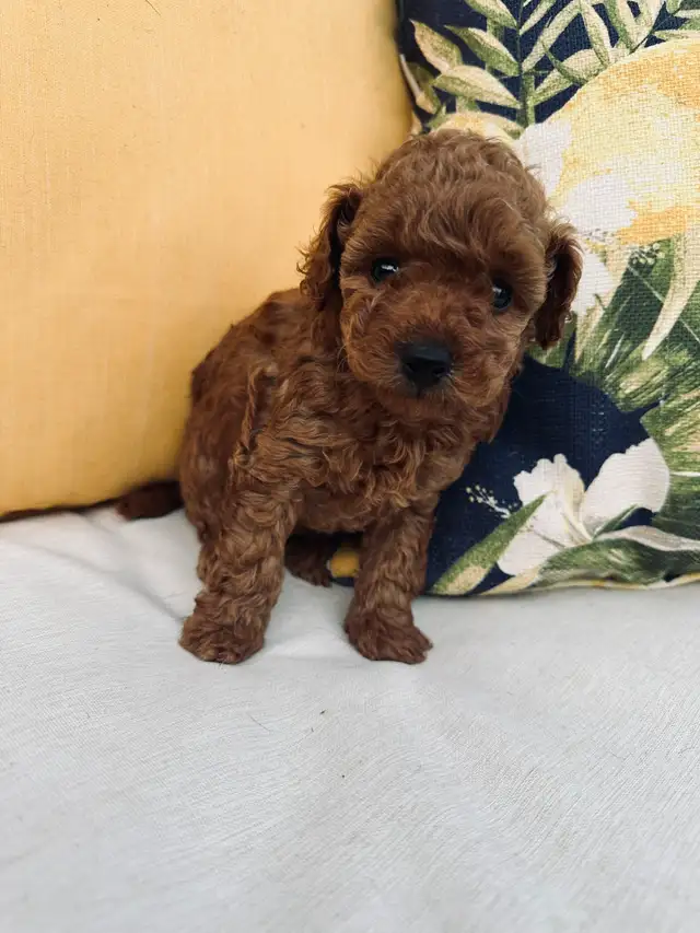 Toy x mini poodles in Dogs & Puppies for Rehoming in City of Toronto - Image 4