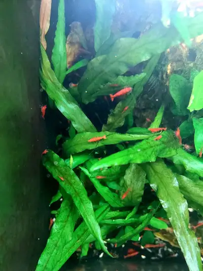 Discover our locally bred cherry shrimp colony, thriving for over 5 years with captivating deep red...