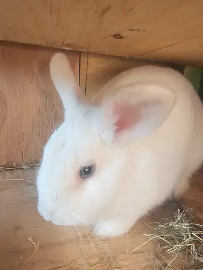 I'm selling a used New Zealand white rabbit along with its cage, perfect for a new pet owner. This a...