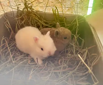 Netherland dwarf bunnies, View more