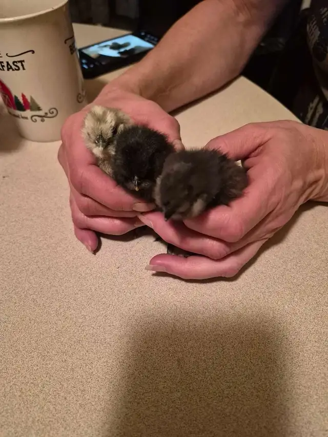 3 silkie chicks  in Livestock in Winnipeg - Image 4