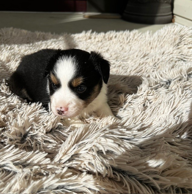 Stunning & Smart ASDR Miniature Australian Shepherd Pups in Dogs & Puppies for Rehoming in Burnaby/New Westminster - Image 4