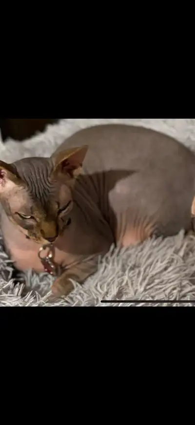 sphinx mâle de 3 ans opéré , View more