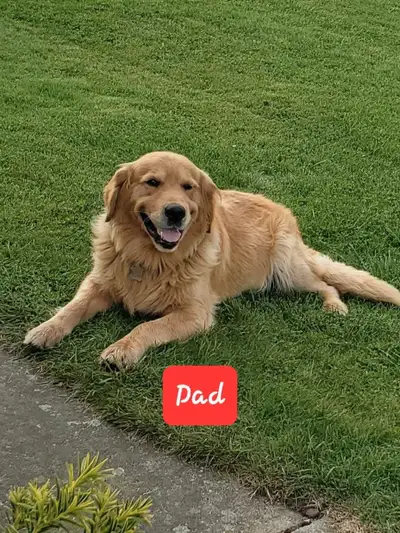 Golden retriever puppies for sale, View more