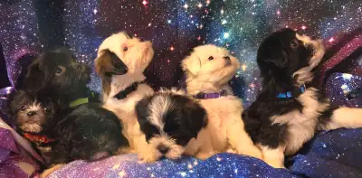 Adorable Teddy Bear puppies 2 M 3 F, View more
