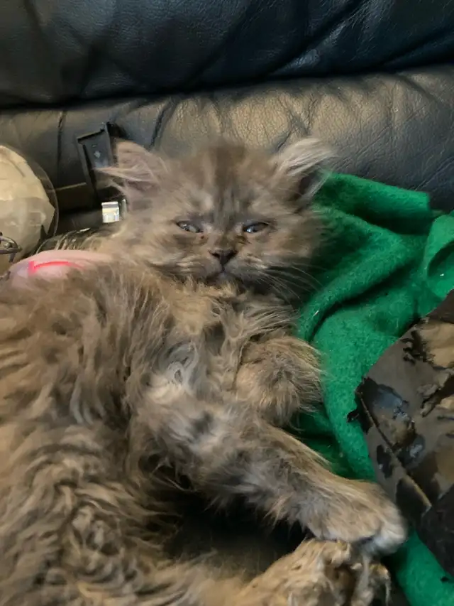 Adorables chatons Persans/Nebelung in Cats & Kittens for Rehoming in Québec City - Image 9