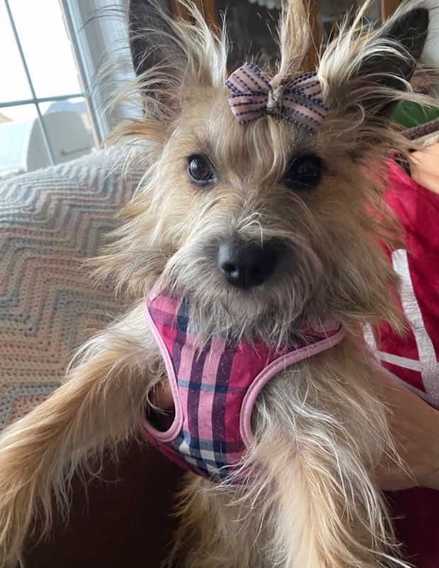 World Class Cairn Terrier Litter Arriving Soon Dogs & Puppies for