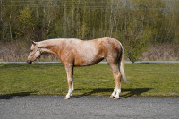 2 year old registered quarter horse mare