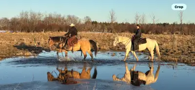Looking to Buy a western Horse! Hey everyone! I’m currently looking to purchase a beginner-friendly...