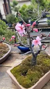 3little trees $60- bonsai tree starter ( cherry sakura/azalea)62864746204162122