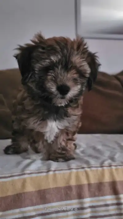 Morkie Puppy, View more
