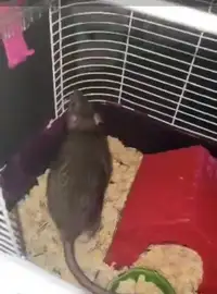 Female rat