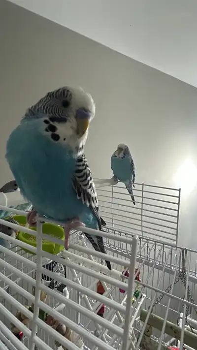 budgies for sale, View more