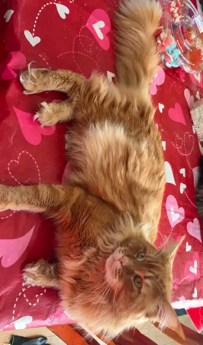 Mainecoon mâle roux, View more