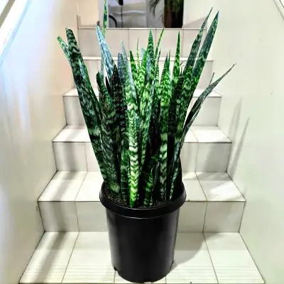 Ultra-Dense Snake Plant | Statement Floor Plant | FREE DELIV, View more