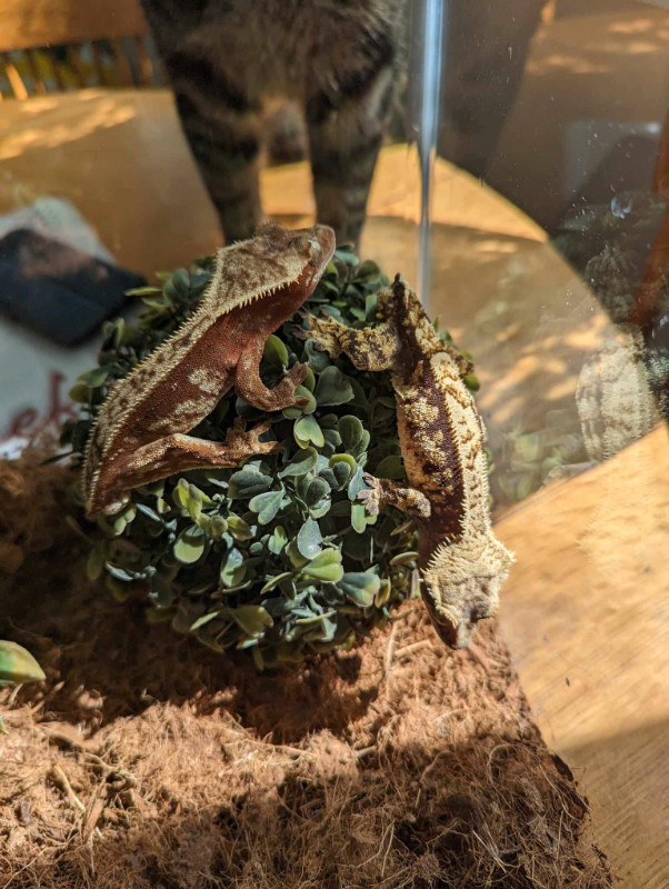 geckos à crêtes mâles dans Reptiles et amphibiens à adopter  à Ville de Québec