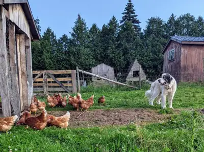 $4.50/dozen - med to large brown eggs Currently housed inside a barn but let outside to roam during...