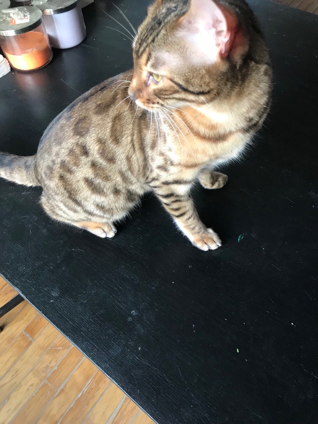 Beautiful Sweet Bengal Cats & Kittens for Rehoming Calgary Kijiji