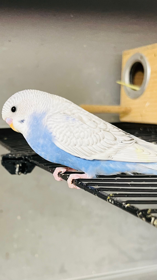 white- blue baby budgies need a lovely home/budgie  in Birds for Rehoming in Downtown-West End - Image 3