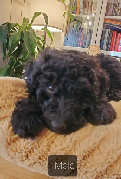 Miniture Poodle Puppies, View more