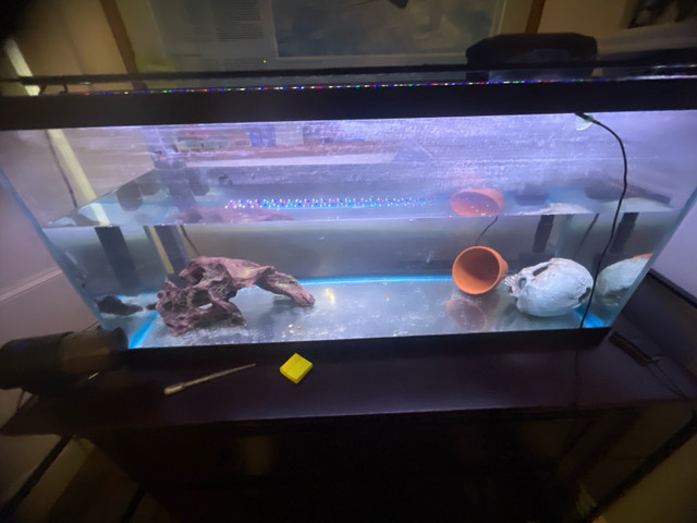 29 gallon long in Fish for Rehoming in Saint John