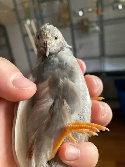 FREE BUTTON QUAIL (SOLD), View more