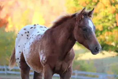 2025 Aphc stud colt, View more