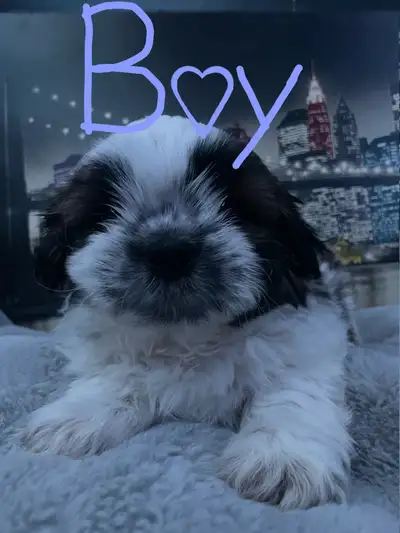 ❤️Shi-Chi puppies❤️, View more