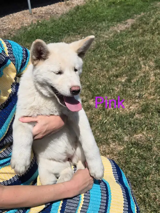 ONLY 1 AKITA LEFT!! in Dogs & Puppies for Rehoming in Winnipeg - Image 2
