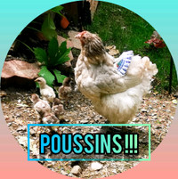 ☀️ Poussins de Poule Exotique !!☀️
