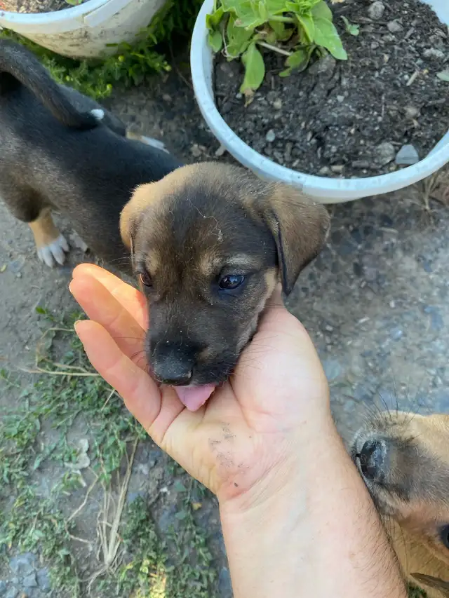 Chiots Beagle x Laïka in Dogs & Puppies for Rehoming in Longueuil / South Shore - Image 7