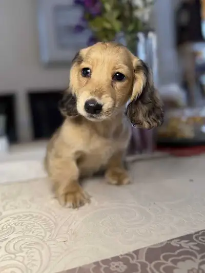 Long Hair Cream & Shaded Cream Dachshund Puppies, View more