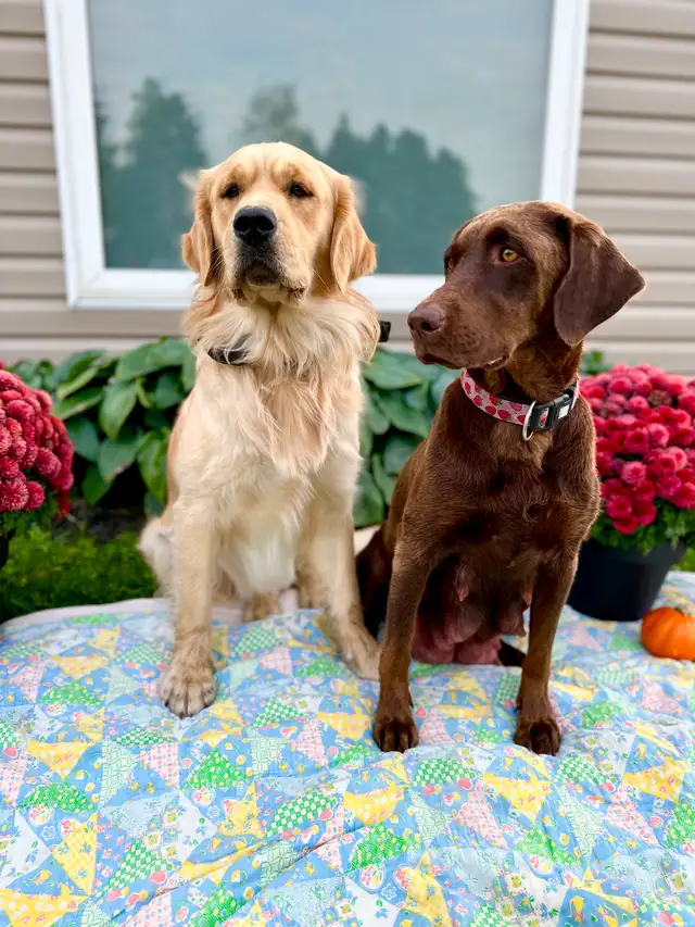 Golden Retriever X Labrador Puppies (SOLD) in Dogs & Puppies for Rehoming in Owen Sound - Image 11