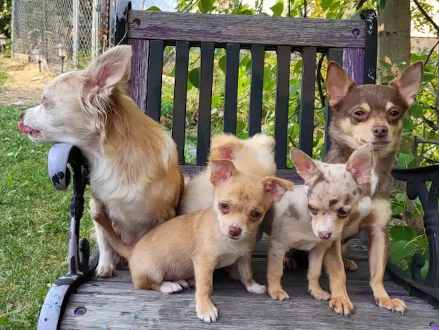 Chihuahua Puppies - Ready to Go! in Dogs & Puppies for Rehoming in Edmonton - Image 5