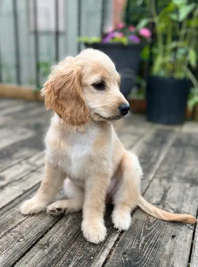 Lovely cockapoo puppies, View more