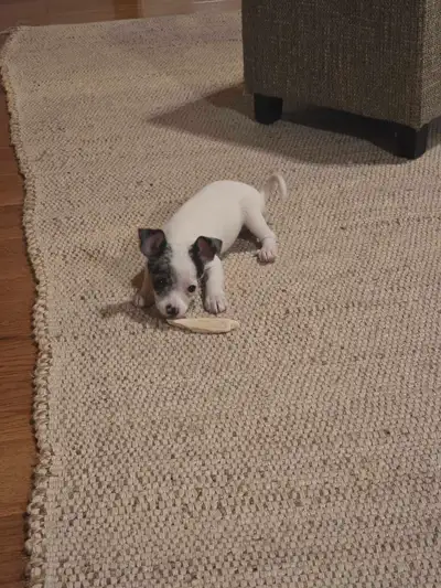 Chihuahua Puppies - One male left!, View more