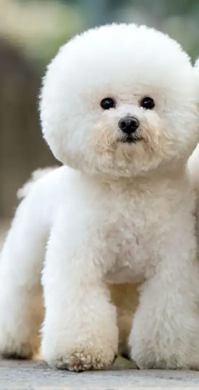 Bichon frise fully vaccinated It comes with certification