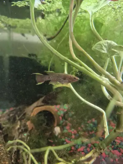 fundulopanchax gardneri killifish pair, View more