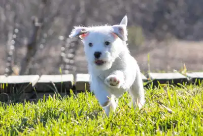 Parson Russell Terrier Puppies For Adoption, View more